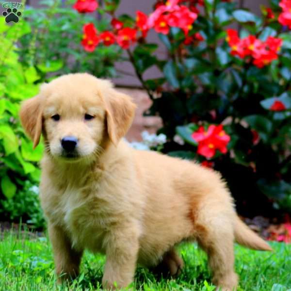 Teddy, Golden Retriever Puppy