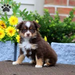 Teddy, Miniature Australian Shepherd Puppy