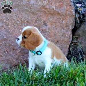 Teddy, Cavalier King Charles Spaniel Puppy