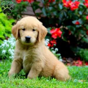 Teddy, Golden Retriever Puppy