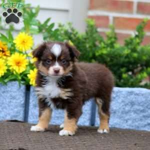 Teddy, Miniature Australian Shepherd Puppy