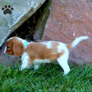 Teddy, Cavalier King Charles Spaniel Puppy