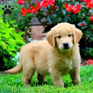 Teddy, Golden Retriever Puppy