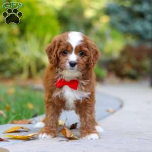 Teddy, Cavapoo Puppy