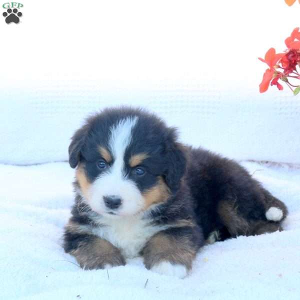 Tera, Bernese Mountain Dog Puppy