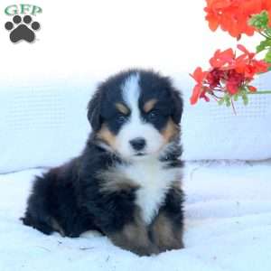 Tera, Bernese Mountain Dog Puppy