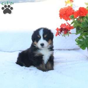 Tera, Bernese Mountain Dog Puppy