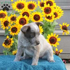 Teresa, Blue Heeler – Australian Cattle Dog Puppy