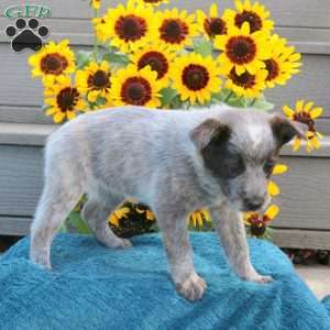 Teresa, Blue Heeler – Australian Cattle Dog Puppy