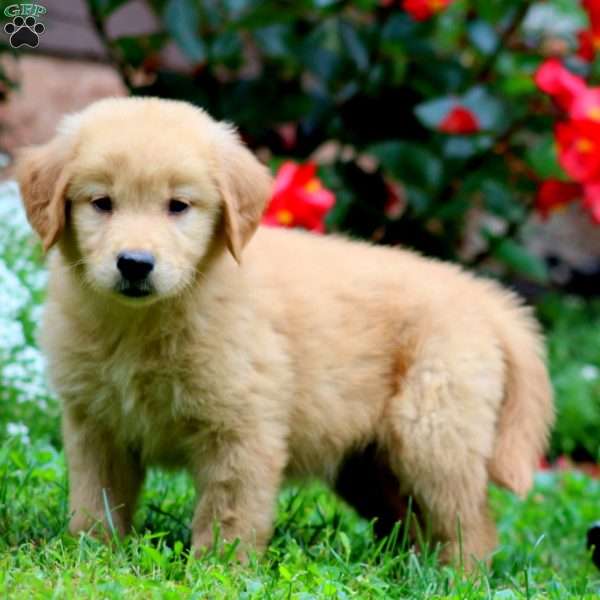 Teresa, Golden Retriever Puppy
