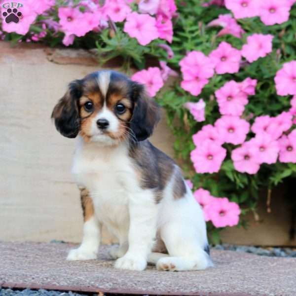 Teresa, Cavapoo Puppy