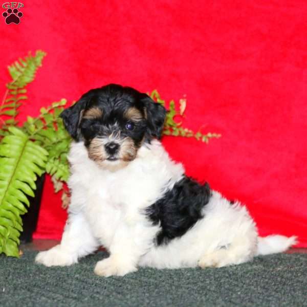 Teresa, Maltipoo Puppy