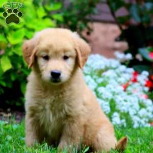 Teresa, Golden Retriever Puppy