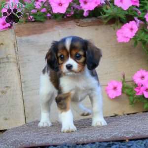 Teresa, Cavapoo Puppy