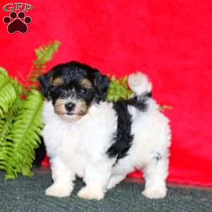 Teresa, Maltipoo Puppy