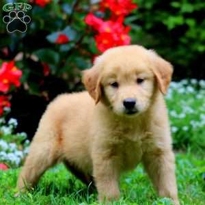 Teresa, Golden Retriever Puppy