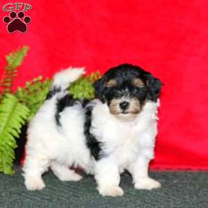 Teresa, Maltipoo Puppy