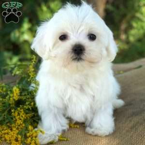 Terry, Maltese Puppy