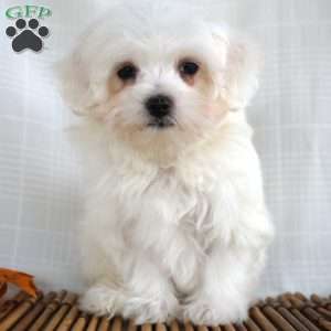 Terry, Maltese Puppy