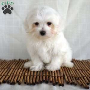 Terry, Maltese Puppy