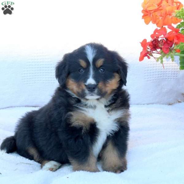 Tessa, Bernese Mountain Dog Puppy