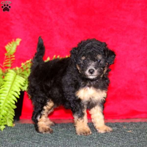 Tessa, Maltipoo Puppy