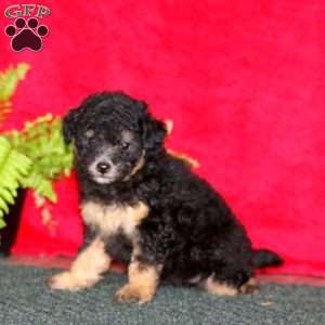 Tessa, Maltipoo Puppy