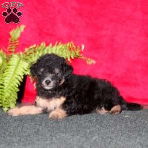 Tessa, Maltipoo Puppy