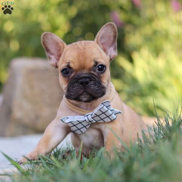 Tex, French Bulldog Puppy