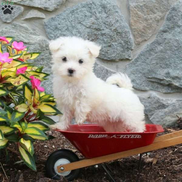 Thea, Maltese Puppy