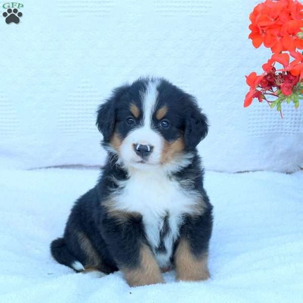 Thea, Bernese Mountain Dog Puppy