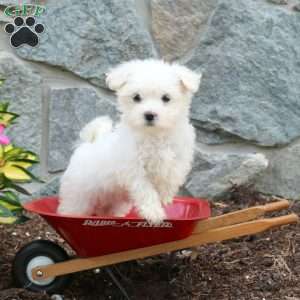 Thea, Maltese Puppy