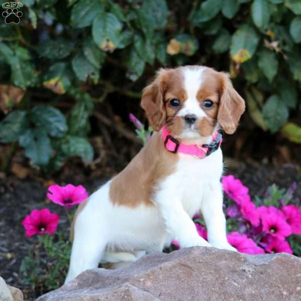 Thea, Cavalier King Charles Spaniel Puppy