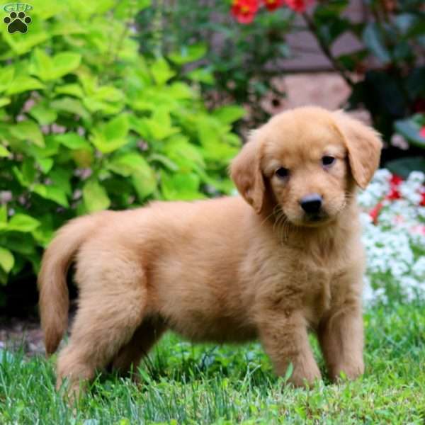 Thea, Golden Retriever Puppy
