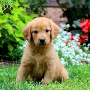 Thea, Golden Retriever Puppy
