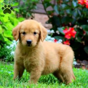 Thea, Golden Retriever Puppy