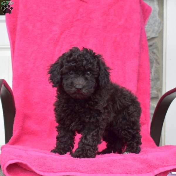 Thelma, Bich-Poo Puppy