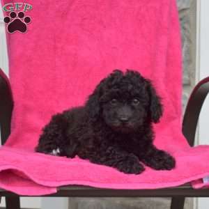 Thelma, Bich-Poo Puppy