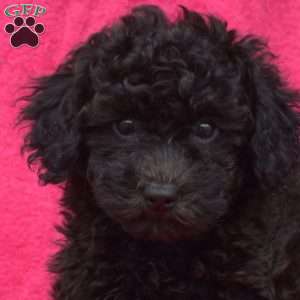 Thelma, Bich-Poo Puppy
