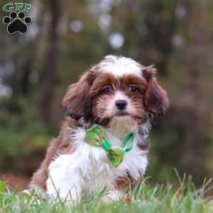 Theo, Shih Tzu Mix Puppy