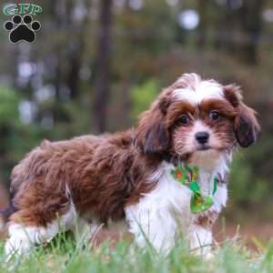 Theo, Shih Tzu Mix Puppy