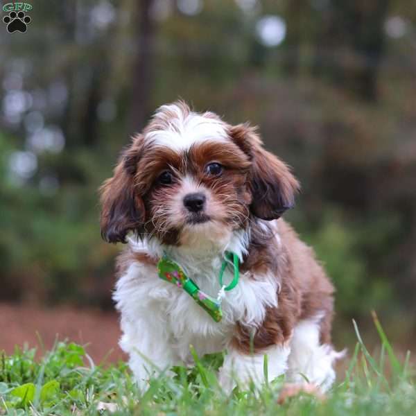 Theo, Shih Tzu Mix Puppy