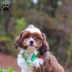 Theo, Shih Tzu Mix Puppy