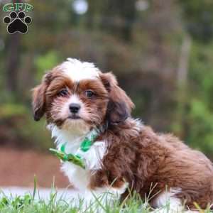 Theo, Shih Tzu Mix Puppy