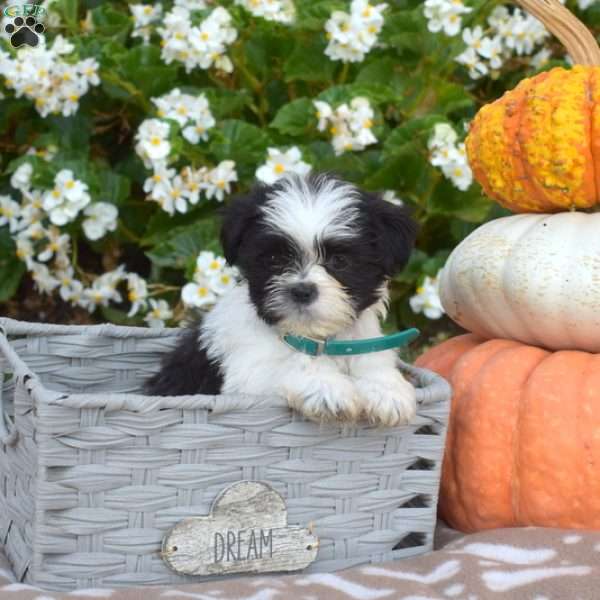 Theo, Shih Tzu Puppy