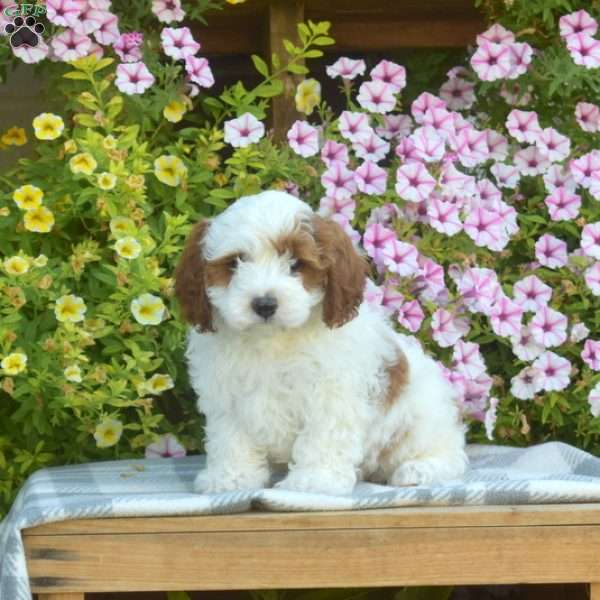 Theo, Cavapoo Puppy