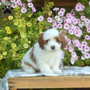 Theo, Cavapoo Puppy