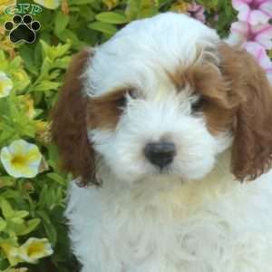 Theo, Cavapoo Puppy