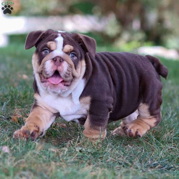 Theo, English Bulldog Puppy