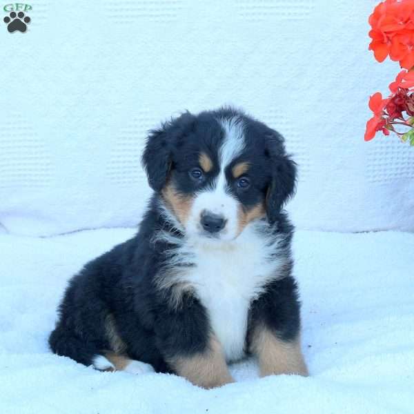 Theodore, Bernese Mountain Dog Puppy